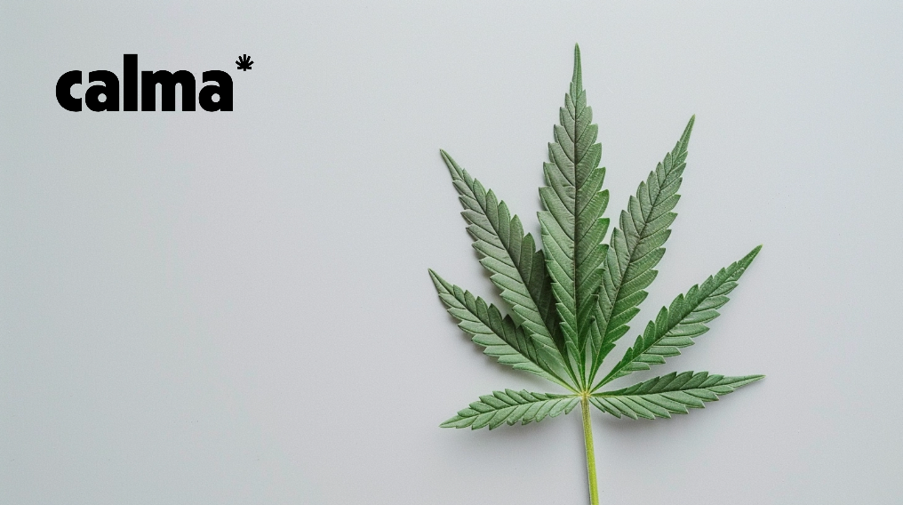 Die Hanfpflanze und ihre Inhaltsstoffe